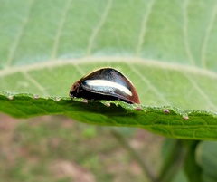 Epilachna albovittata