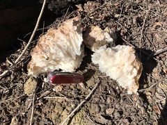 Daleomyces phillipsii