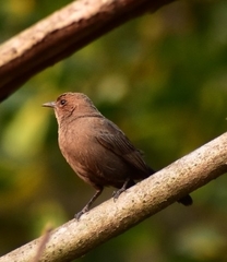 Copsychus fulicatus