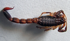 Ananteris balzanii