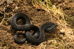 Vipera berus berus