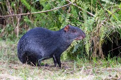 Black Agouti photo 5