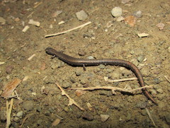 Batrachoseps nigriventris