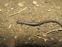Batrachoseps nigriventris