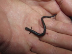 Batrachoseps nigriventris