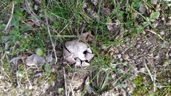 Astraeus hygrometricus