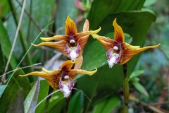 Maxillaria striata