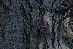 Certhia brachydactyla