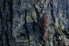 Certhia brachydactyla