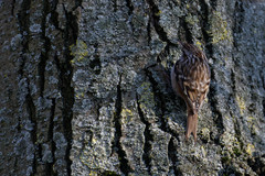 Certhia brachydactyla