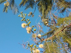 Leucaena collinsii