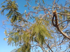 Leucaena collinsii