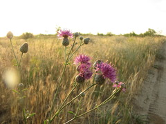 Centaurea scabiosa adpressa