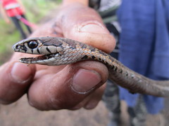 Thamnophis scalaris