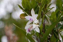 Sobralia rosea