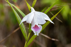 Sobralia rosea
