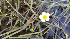 Ranunculus
