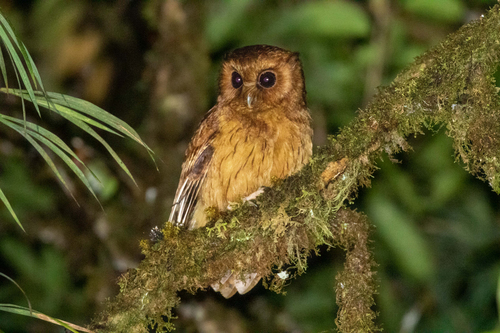 Cinnamon Screech-Owl