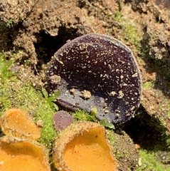 Geoscypha violacea