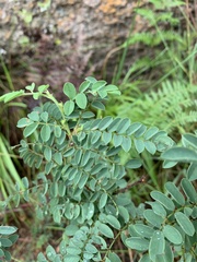 Indigofera velutina