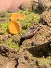 Geoscypha violacea