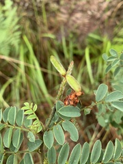 Indigofera velutina