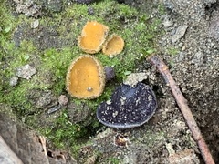 Geoscypha violacea