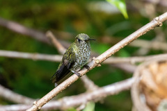 Taphrospilus hypostictus