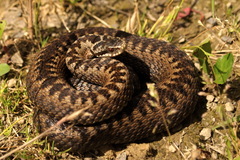 Vipera berus berus