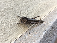 Locusta