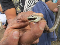 Thamnophis scalaris