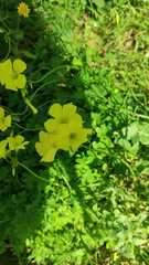 Oxalis pes-caprae