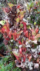 Heliamphora nutans