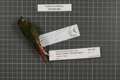 Green-Faced Parrotfinch photo 4