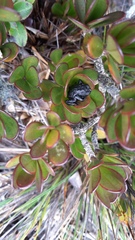 Oreophrynella quelchii