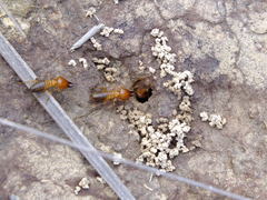 Syntermes molestus