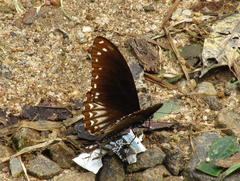 Papilio clytia clytia