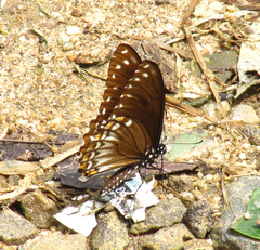 Papilio clytia clytia