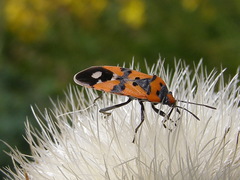 Lygaeus simulans