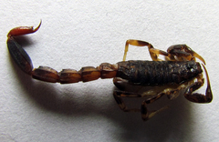 Ananteris balzanii