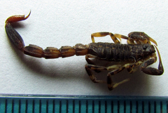 Ananteris balzanii