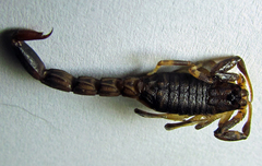 Ananteris balzanii