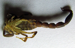 Ananteris balzanii