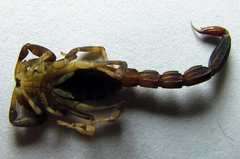 Ananteris balzanii