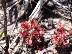 Drosera roraimae