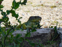 Timon lepidus lepidus