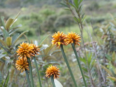 Stegolepis guianensis