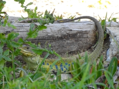 Timon lepidus lepidus