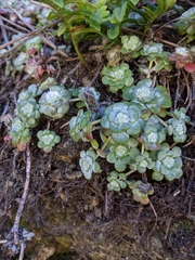 Sedum spathulifolium