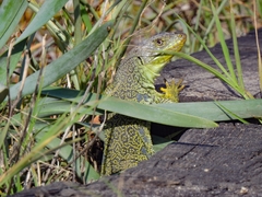 Timon lepidus lepidus